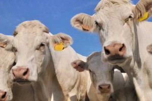 目前奶牛市场价格多少钱一头？前景怎么样？一头一年的利润有多少